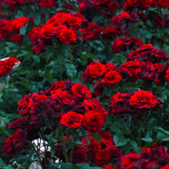 Meet your Posher, Luna - Picture 1 of 9